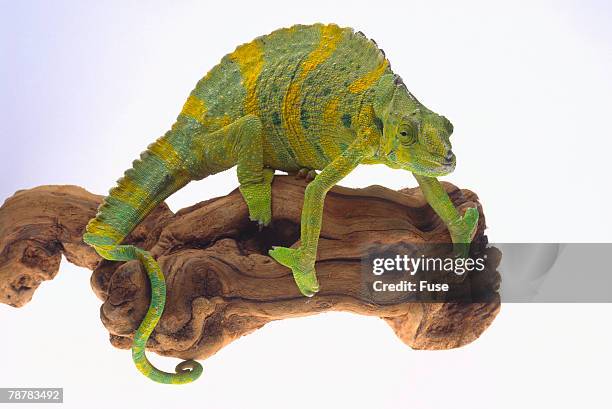 mellers chameleon - meller's chameleon stockfoto's en -beelden