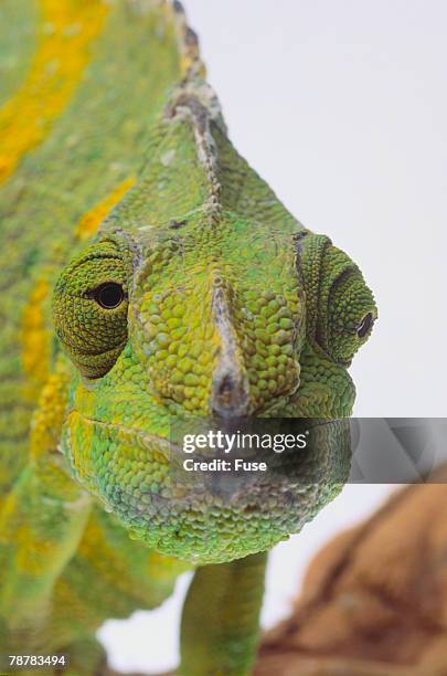 mellers chameleon - meller's chameleon stockfoto's en -beelden
