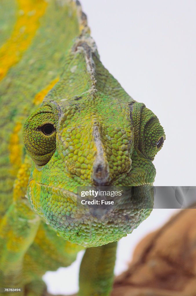 Mellers Chameleon