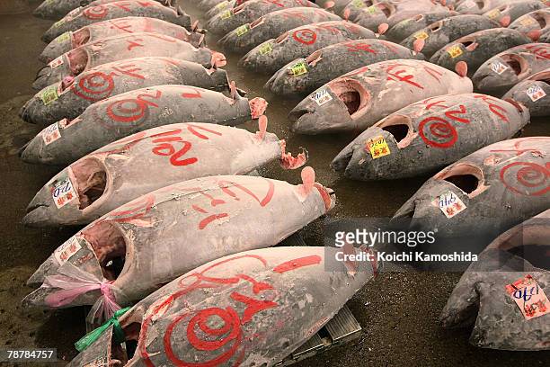 Frozen tuna lie on the ground during the new year's first auction at the Tsukiji fish market on January 5, 2008 in Tokyo, Japan. The market handles...