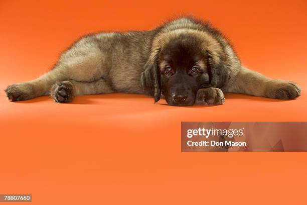 leonberger puppy - leonberger stock pictures, royalty-free photos & images