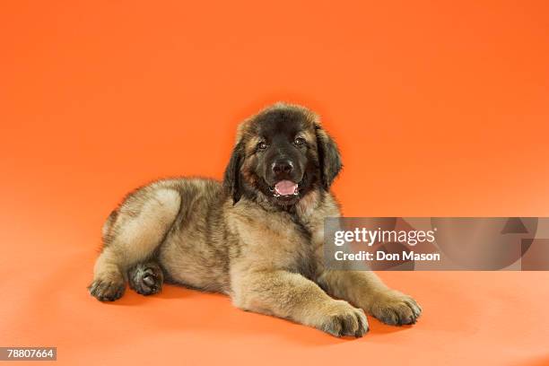 leonberger puppy - leonberger stock-fotos und bilder