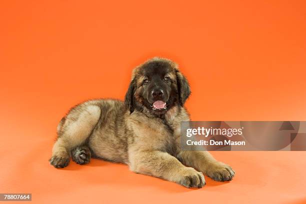 leonberger puppy - leonberger stock pictures, royalty-free photos & images