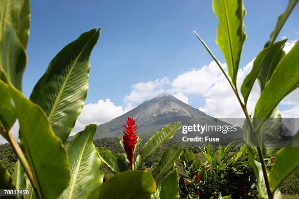 red ginger near volcan arenal - alpinia zerumbet stock pictures, royalty-free photos & images
