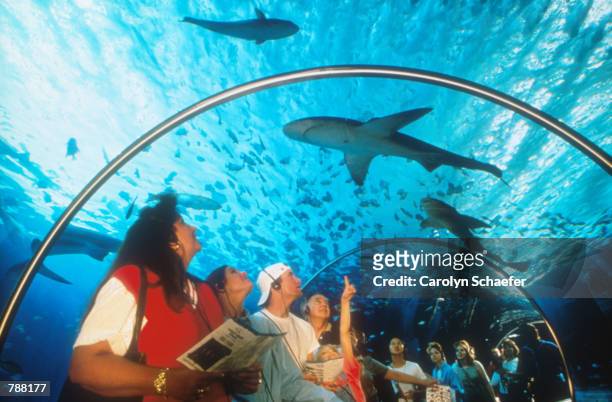 The Underwater World located at the lower level of the Mall of America is a 1.2 million gallon walk through aquarium with four different aquatic...