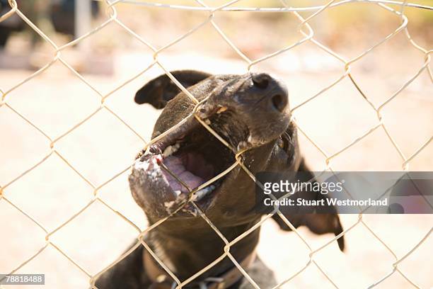 guard dog snarling and biting through fence - savage dog fotografías e imágenes de stock