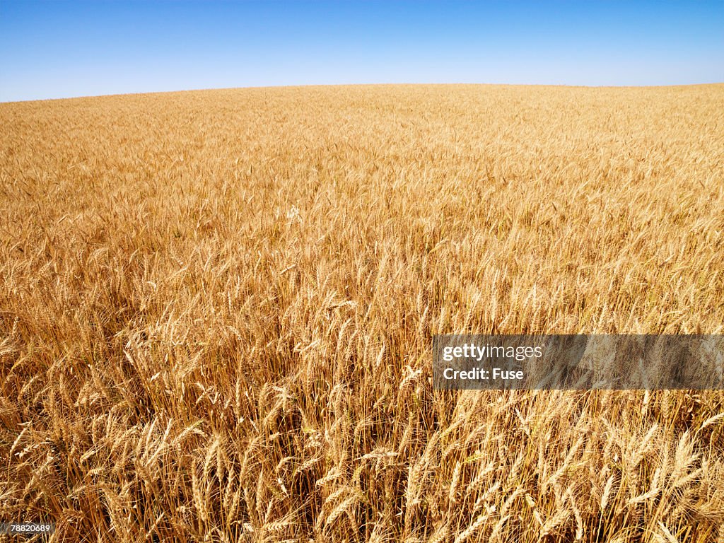 Wheat Field