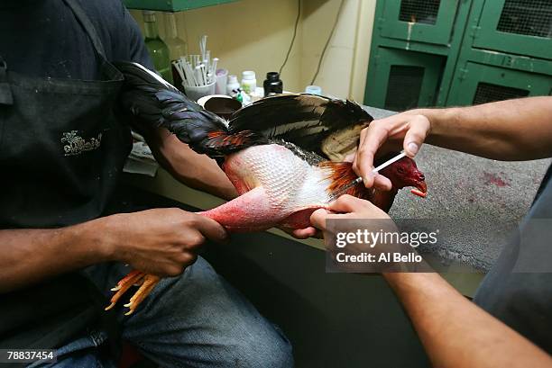 Wounded rooster is given a vitamin B-12 shot to help it heal after a battle during Cockfighting night at Club Gallistico of Isla Verde on March 11,...