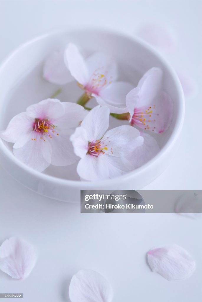 Cherry blossoms in bowl