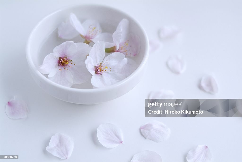 Cherry blossoms in bowl