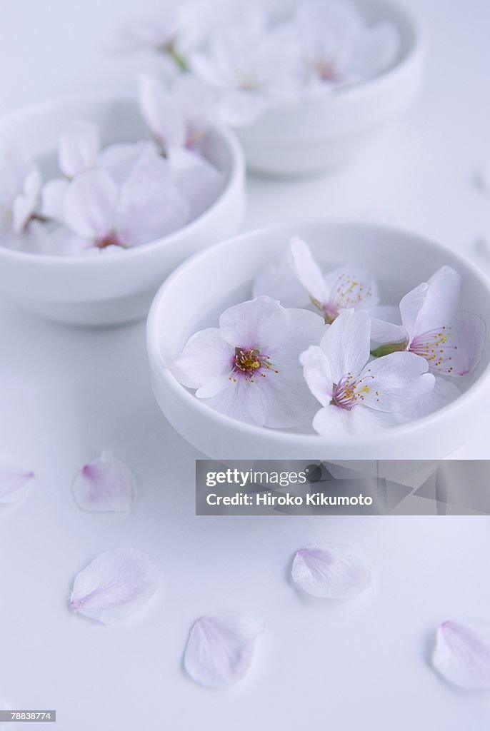 Cherry blossoms in bowl