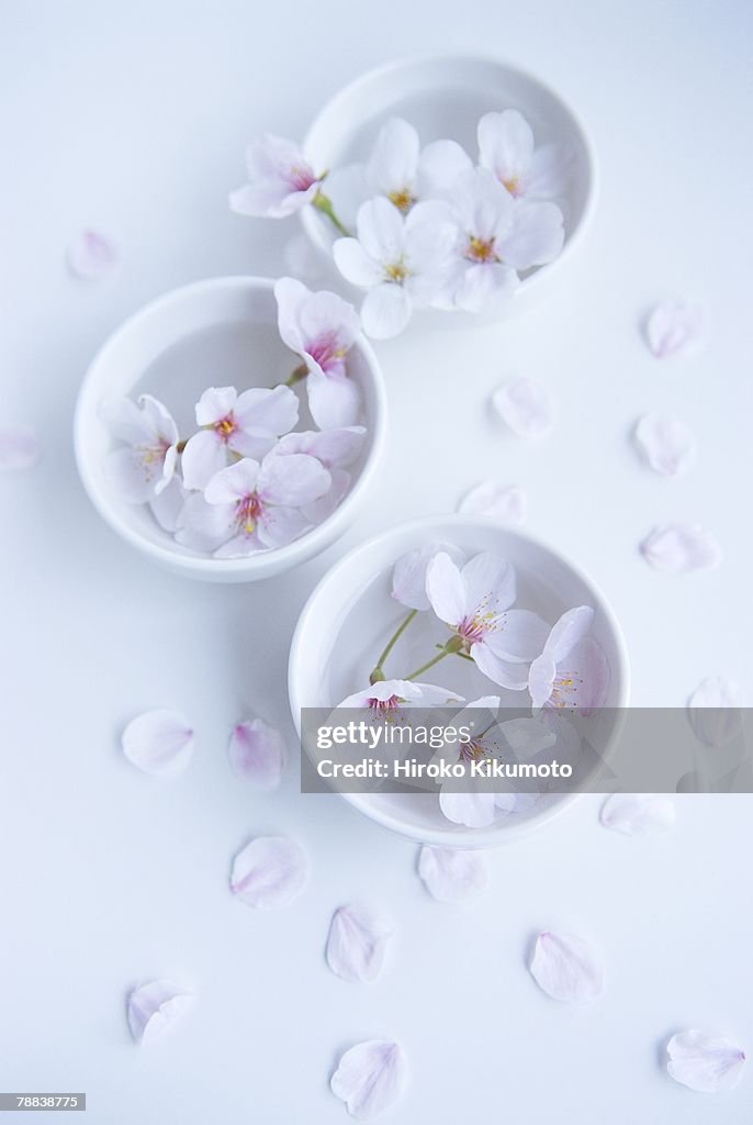 Cherry blossoms in bowl