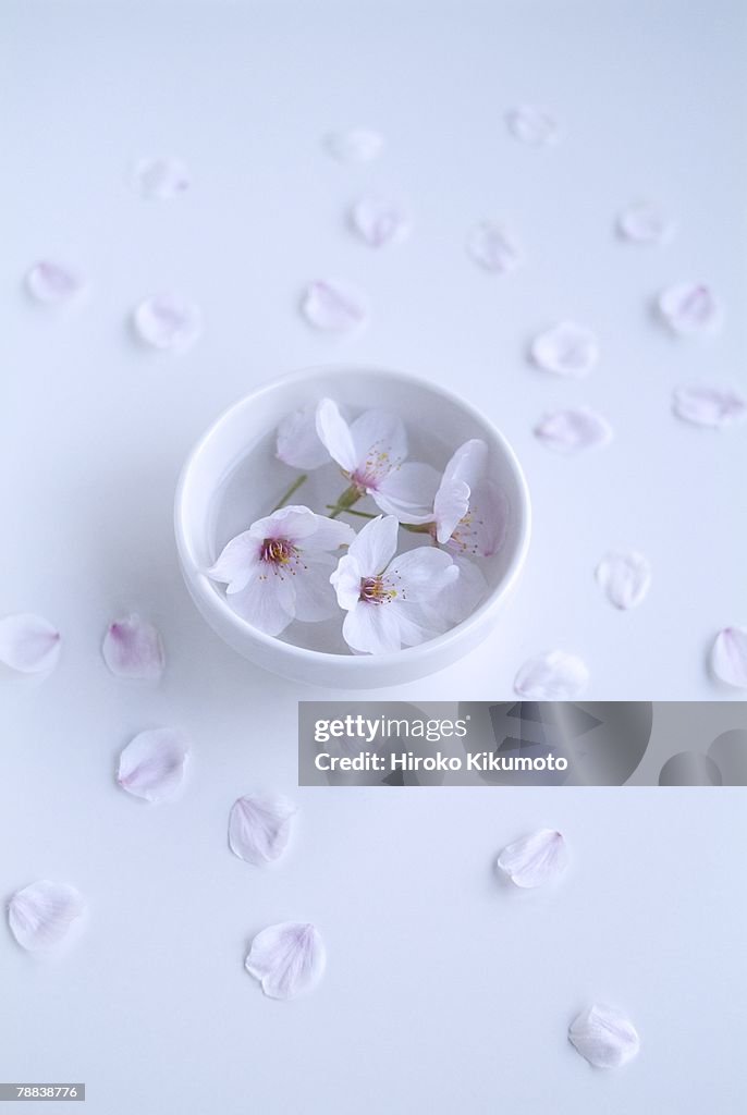 Cherry blossoms in bowl