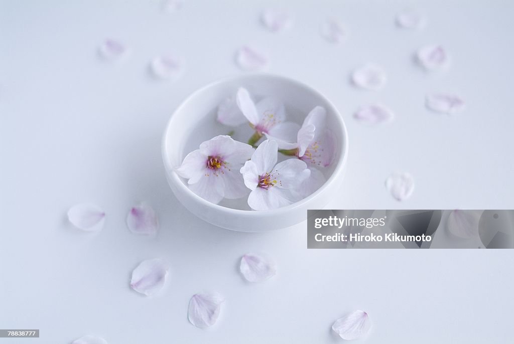 Cherry blossoms in bowl