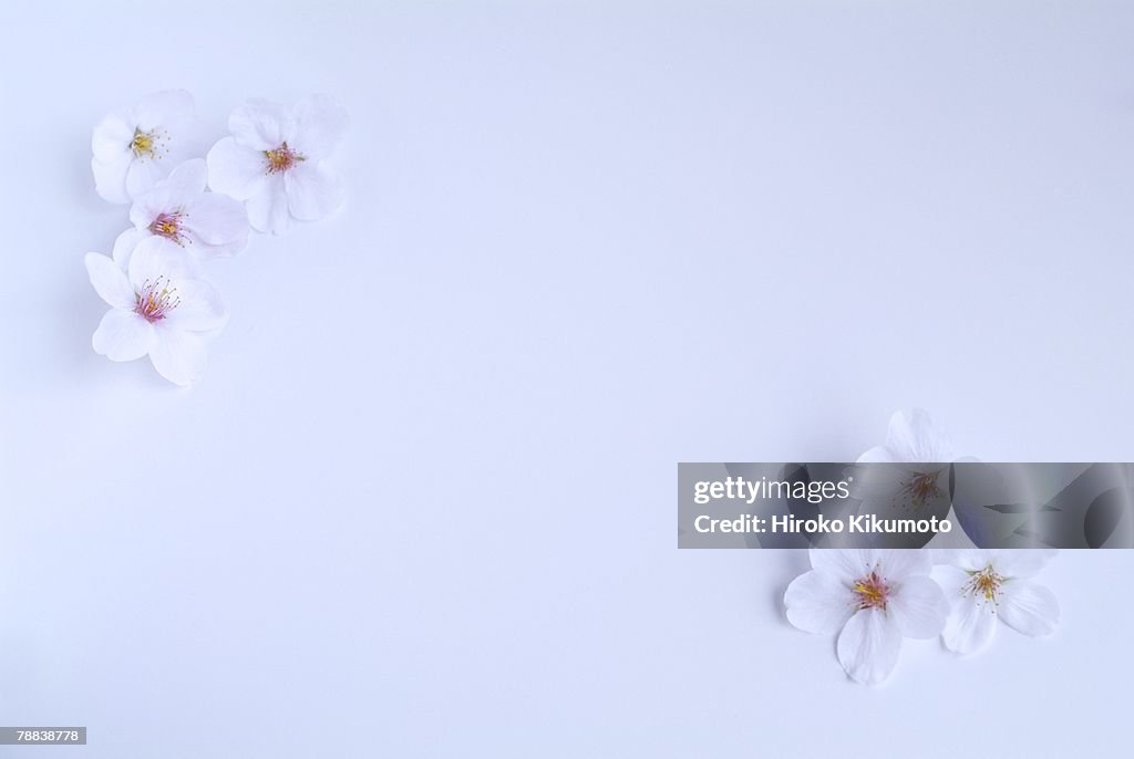 Cherry blossoms