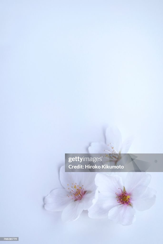 Cherry blossoms