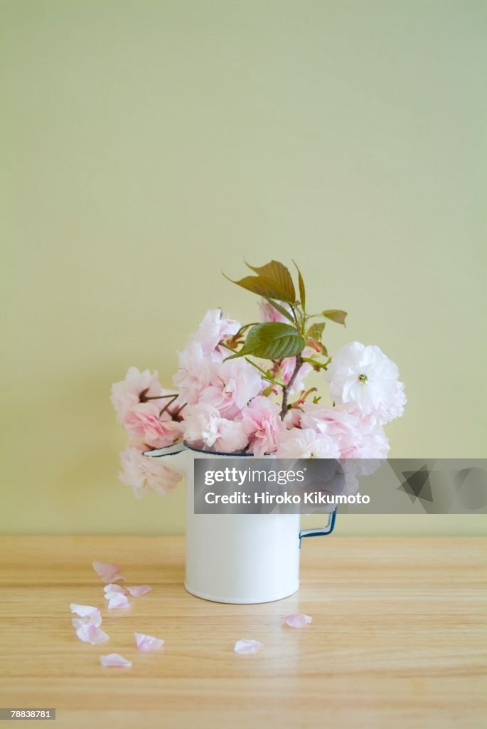 Cherry blossoms in jug