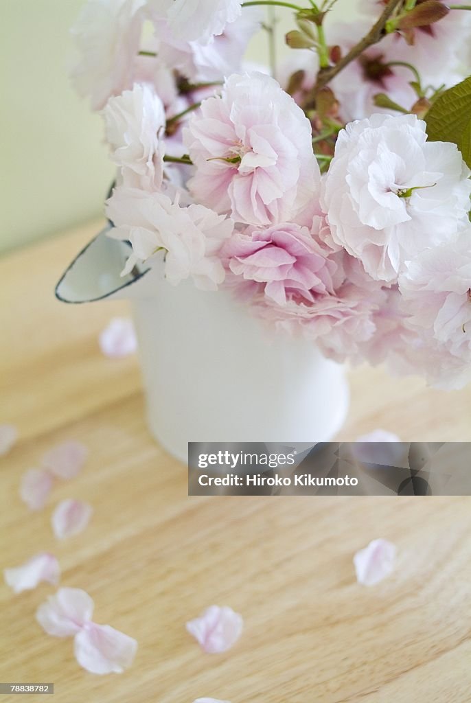 Cherry blossoms in jug