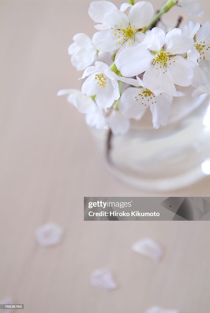 Cherry blossoms in vase