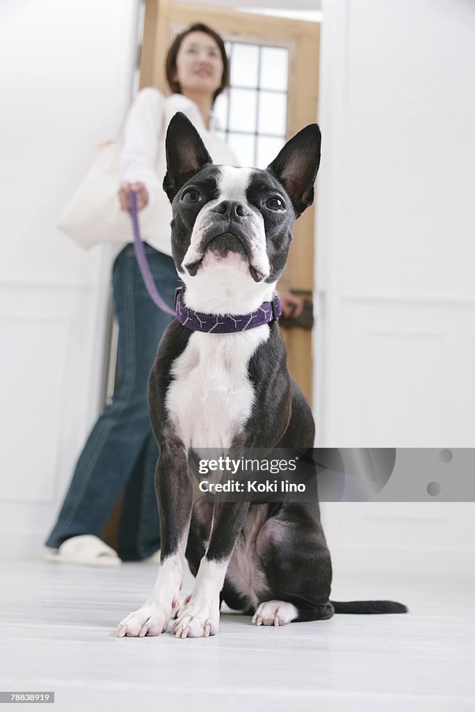 Young woman and Boston Terrier