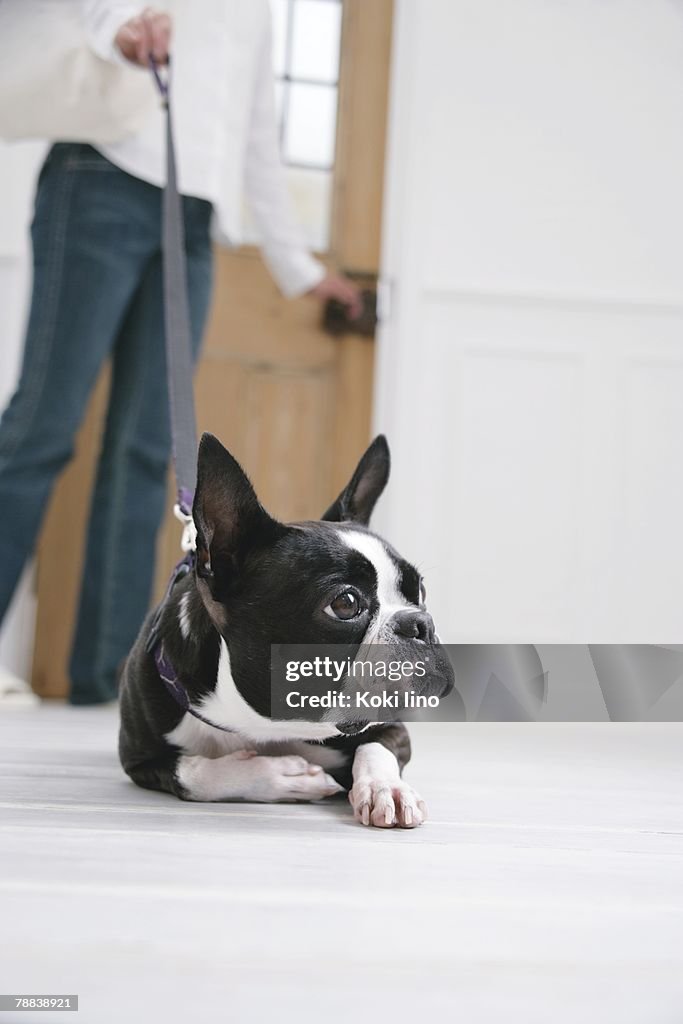 Young woman and Boston Terrier