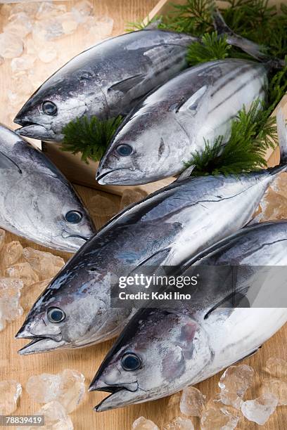 bonitos - skipjack stock pictures, royalty-free photos & images