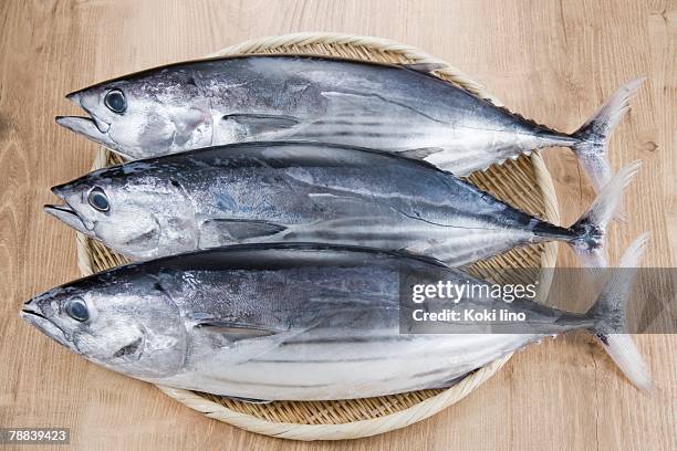 bonitos - skipjack stock pictures, royalty-free photos & images