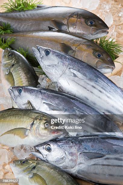 bonito and amberjack - amberjack stock pictures, royalty-free photos & images