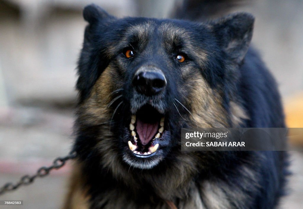 IRAQ-UNREST-SECURITY-DOGS
