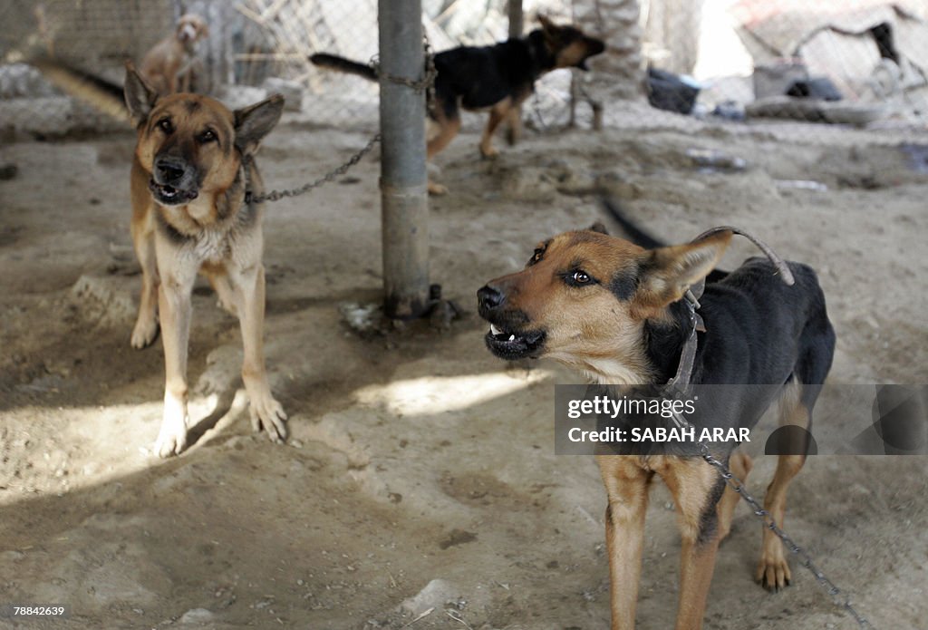 German shepherd dogs are kept in a locke