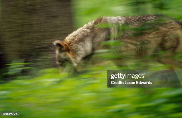 bronx zoo, new york, new york. - jason lobo stock pictures, royalty-free photos & images
