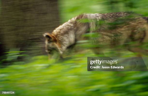 bronx zoo, new york, new york. - lobo stock pictures, royalty-free photos & images