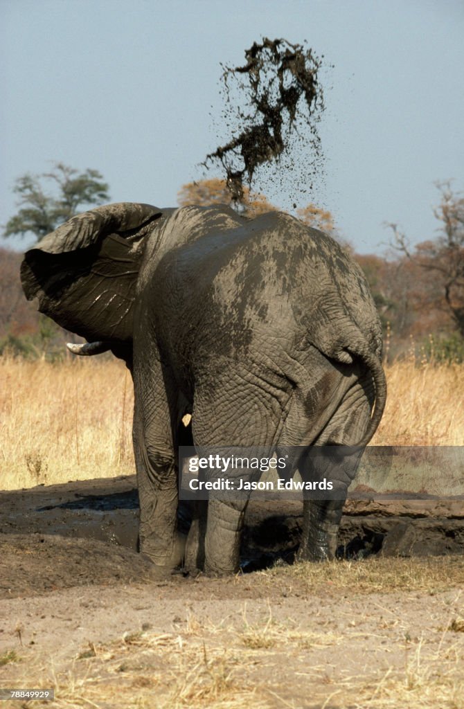 Hwange National Park, Zimbabwe, Africa.