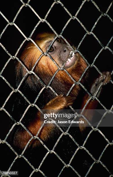 rio zoo, rio de janiero, brazil. - golden headed lion tamarin stock pictures, royalty-free photos & images