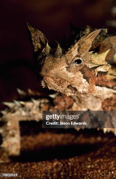 unnamed conservation park, south australia, australia. - thorny devil lizard stock pictures, royalty-free photos & images