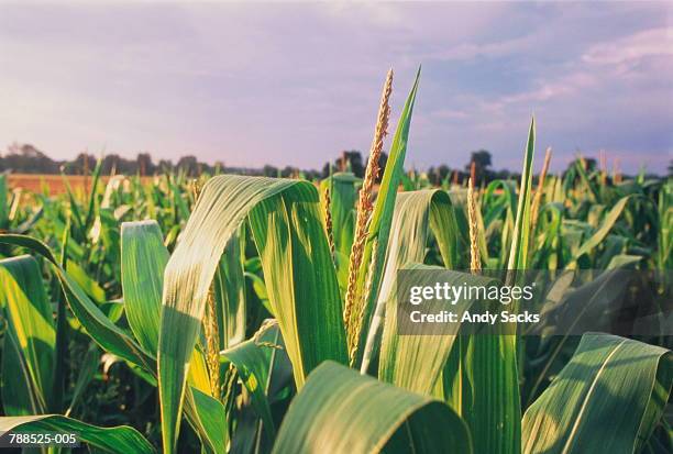 Unripe Corn Photos et images de collection - Getty Images