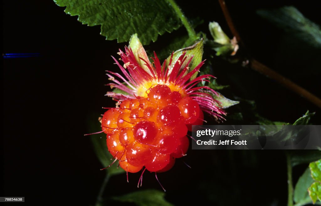 Close up of a salmonberry (Rubus leucodeymis), Redwood National Park, California, USA