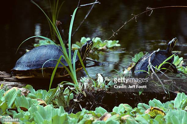 pair of florida redbelly turtles (pseudemys nelsoni) in marsh water, florida, usa - emídidos fotografías e imágenes de stock
