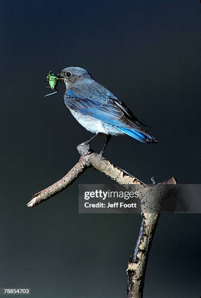 mountain bluebird (sialia currucoides) with insect in beak, usa - berghüttensänger stock-fotos und bilder