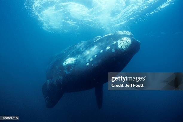 underwater view of a southern right whale (balaena glacialis), australia - southern right whale stockfoto's en -beelden