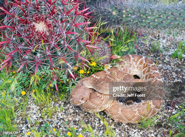 Red Rattle Snakes Red Diamond Rattlesnake Photos and Premium High Res Pictures - Getty Images