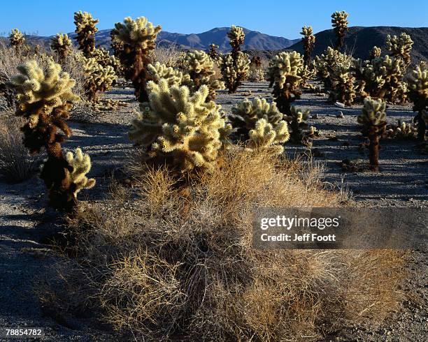 Chola Tree Cholla Cactus Garden Photos and Premium High Res Pictures - Getty Images
