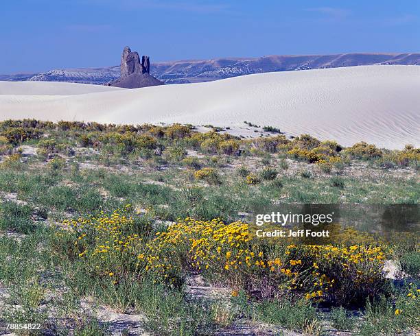 desert landscape with killpecker dunes and blooming rabbit brush, wyoming, usa - rabbit brush stock pictures, royalty-free photos & images