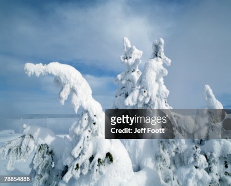 Snowcovered Lodgepole Pines Trees Against A Blue Sky Yellowstone ...