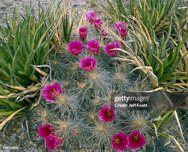blooming strawberry cactus flowers (echinocereus stramineus) and lechuguilla plants (agave lechuguilla), big bend national park, texas, usa - lechuguilla cactus stock pictures, royalty-free photos & images