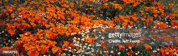 california poppy (eschscholzia californica) and owl clover (castilleja densiflora) flowers blooming in meadow, antelope valley poppy reserve, california, usa - antelope valley poppy reserve stock pictures, royalty-free photos & images