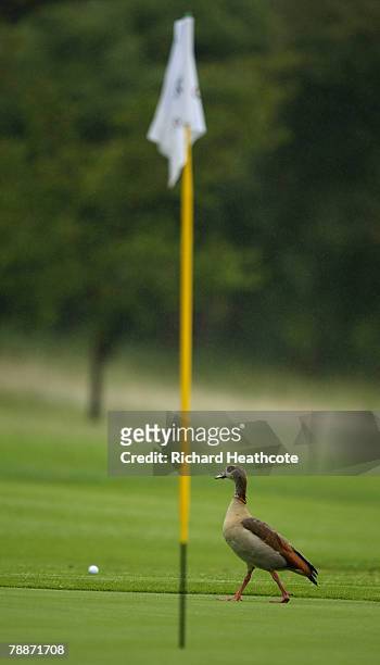 Duck walks through the rain across the 9th green on the West Course during the first round of the Joburg Open 2008 at Royal Johannesburg & Kensington...