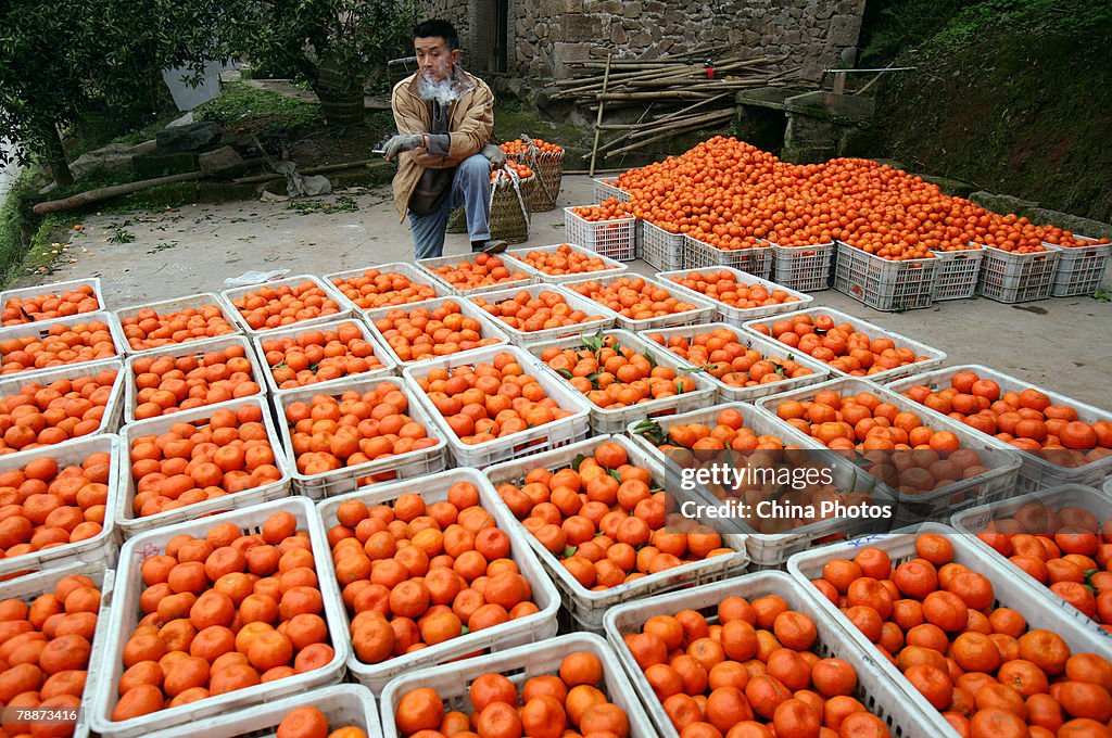 Chongqing Orange Farmers Suffer Heavy Loss Due To Bumper Harvest