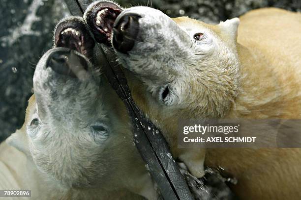 One-year old polar bear Knut is refelcted in a window as he takes a bath 11 January 2008 in his enclosure at the zoo in Berlin. Knut, who became a...