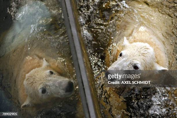 One-year old polar bear Knut is refelcted in a window as he takes a bath 11 January 2008 in his enclosure at the zoo in Berlin. Knut, who became a...